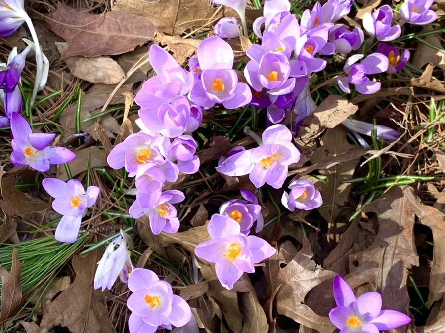 IMG_1245.jpg?type=w966