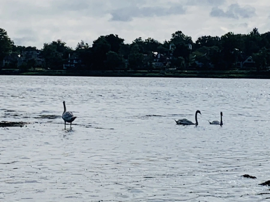 IMG_3219.jpg?type=w966