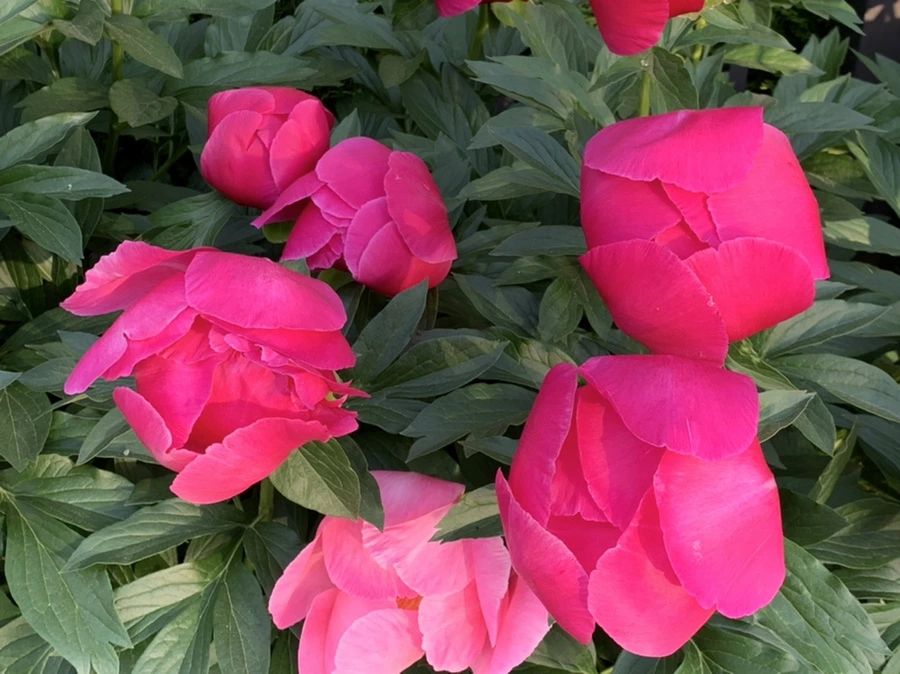 IMG_4473.jpg?type=w966