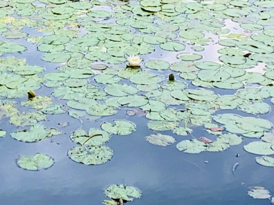 IMG_5239.jpg?type=w966