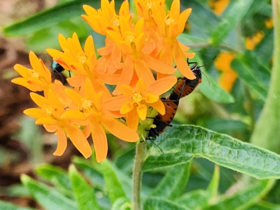 IMG_1056.jpg?type=w966