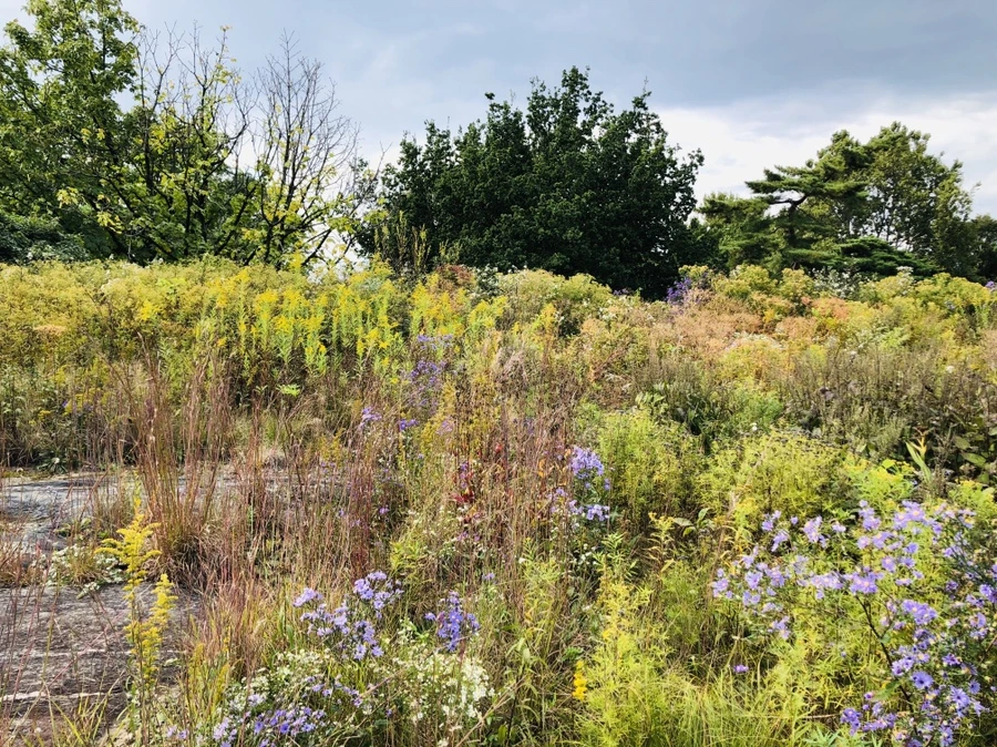 IMG_1596.jpg?type=w966