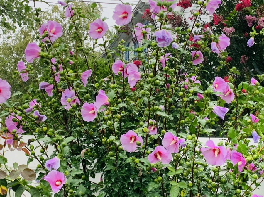 IMG_3823.jpg?type=w966