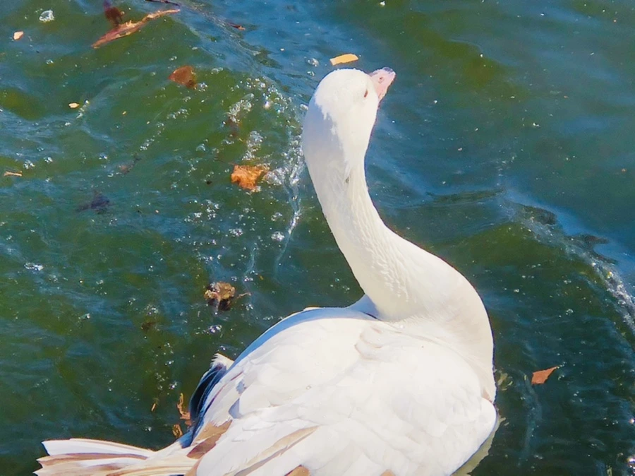 IMG_5190.jpg?type=w966