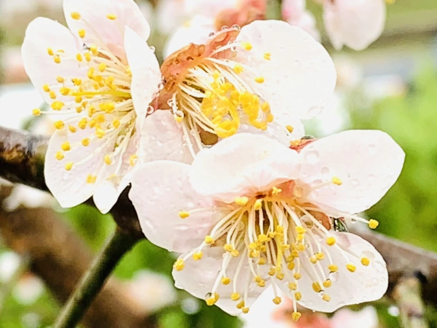 IMG_1815.jpg?type=w966