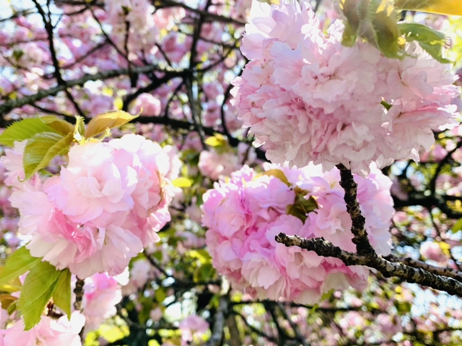 IMG_4642.jpg?type=w966