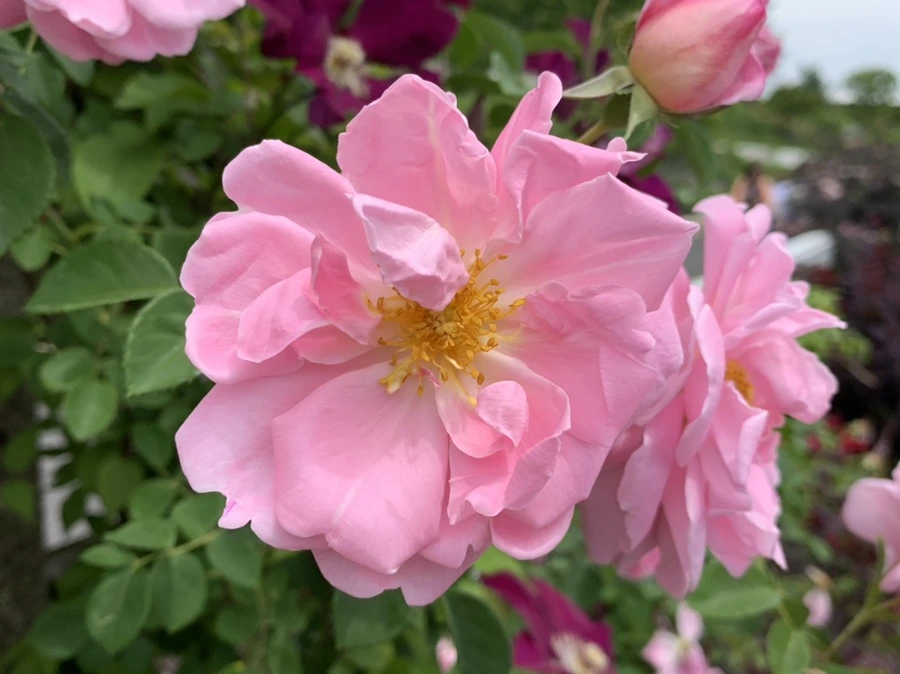 IMG_9669.jpg?type=w966