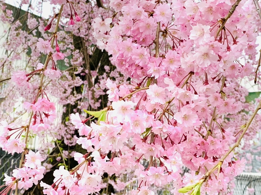 IMG_2108.jpg?type=w966