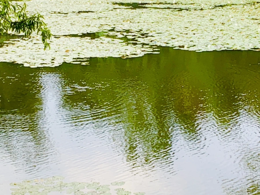 IMG_5831.jpg?type=w966