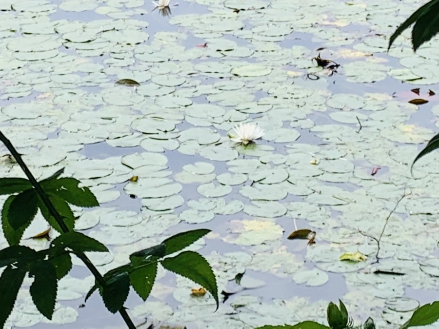 IMG_9158.jpg?type=w966