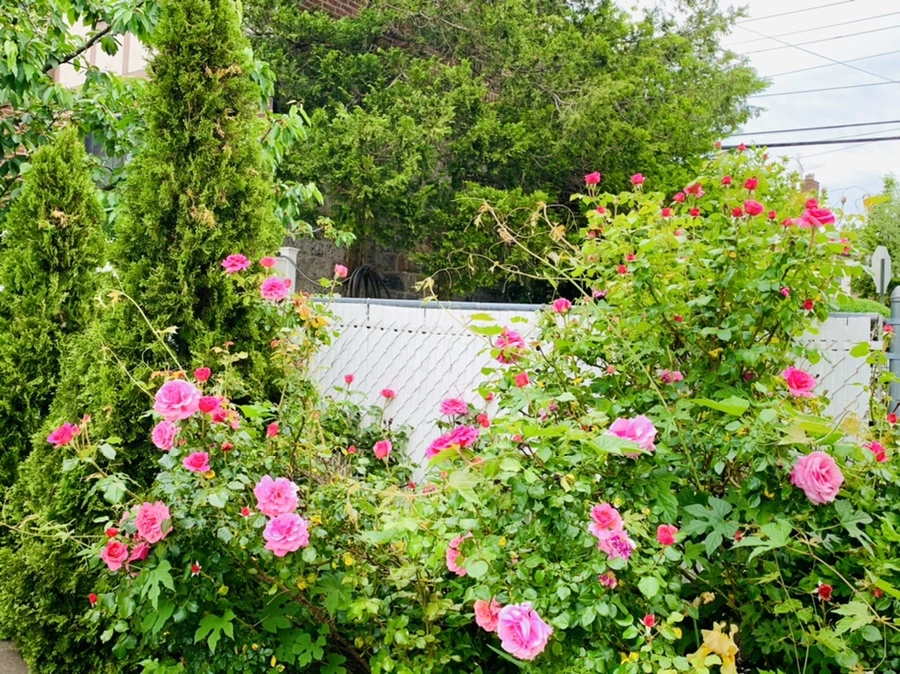 IMG_4869.jpg?type=w966