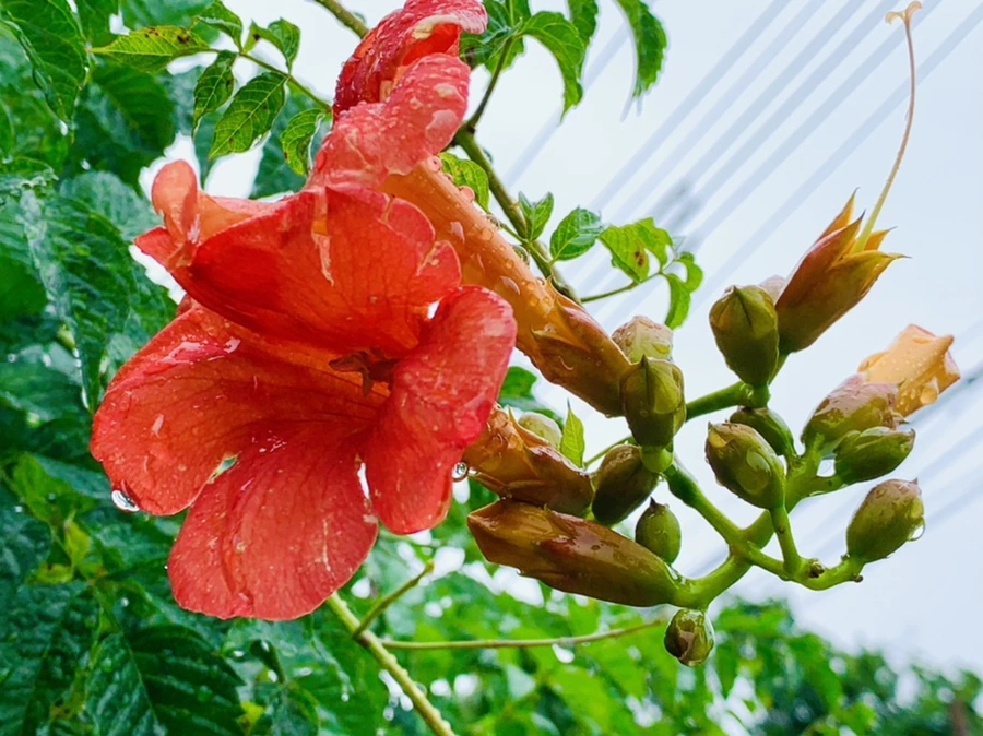 IMG_0007.jpg?type=w966