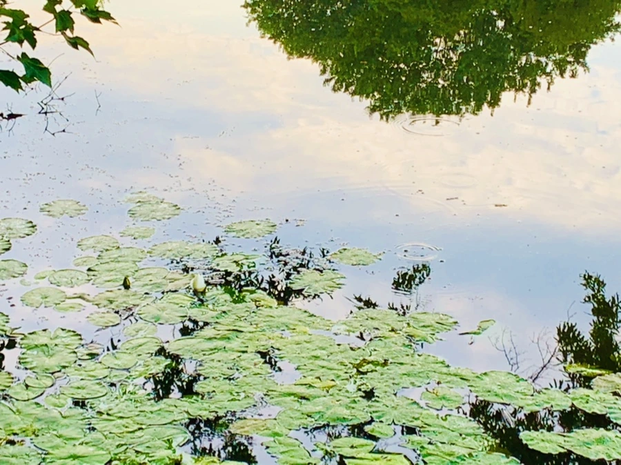 IMG_0407.jpg?type=w966