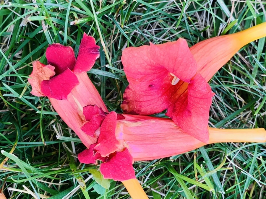 IMG_8258.jpg?type=w966