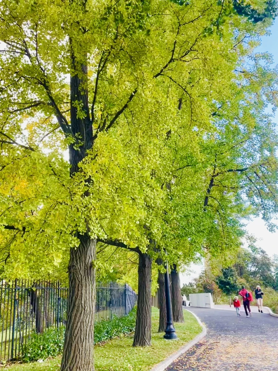 IMG_0136.jpg?type=w966