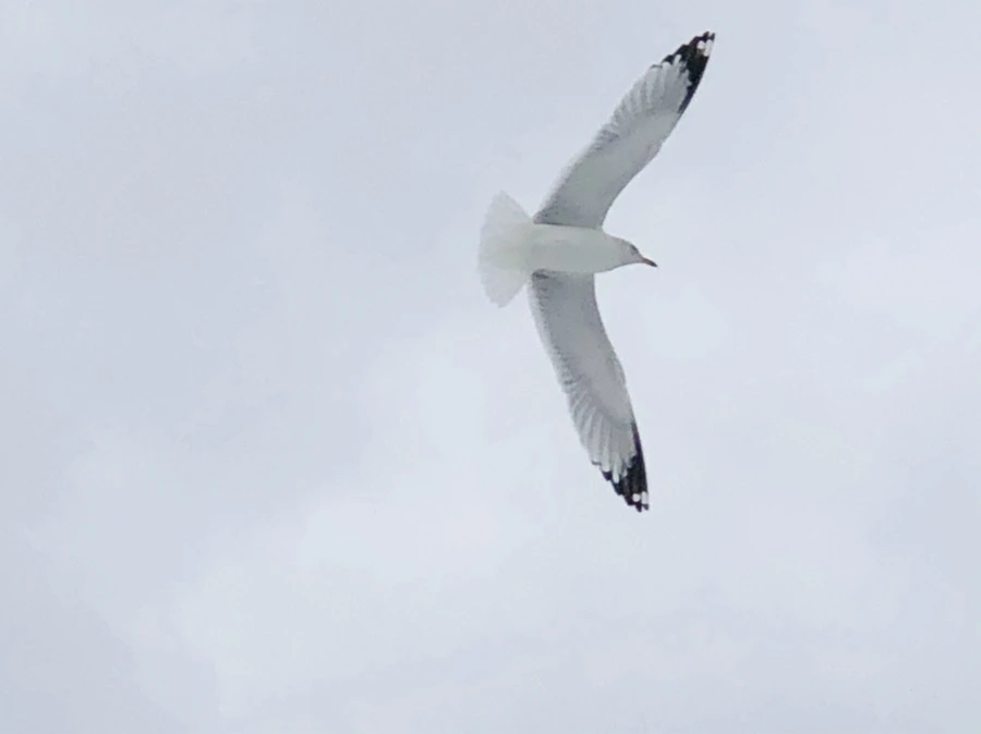 IMG_3733.jpg?type=w966