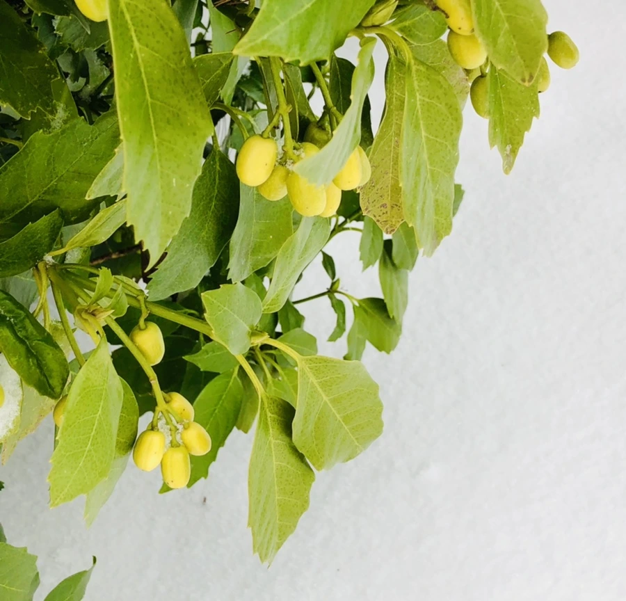 IMG_3400.jpg?type=w966