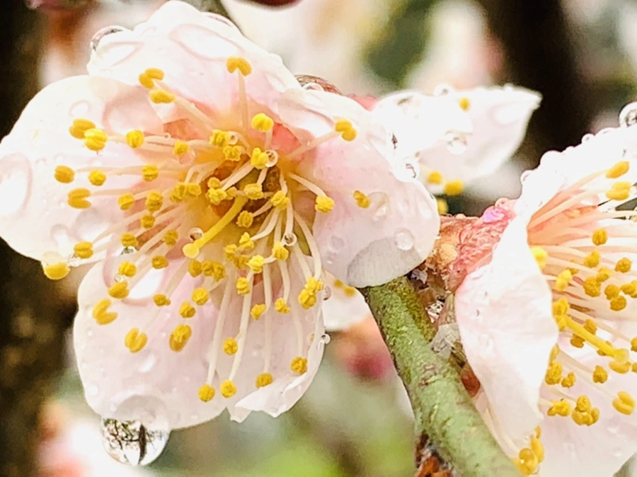 IMG_1936.jpg?type=w966