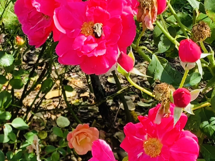 IMG_8444.jpg?type=w966