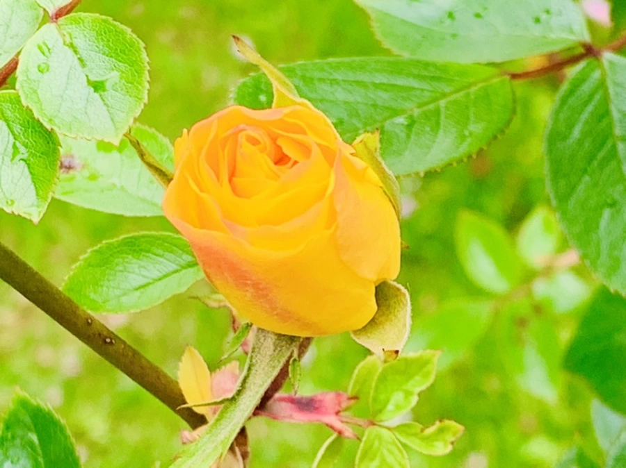 IMG_0980.jpg?type=w966