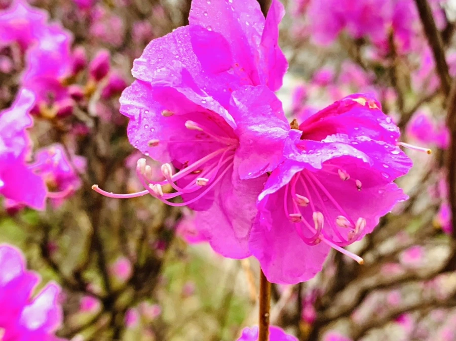 IMG_4807.jpg?type=w966