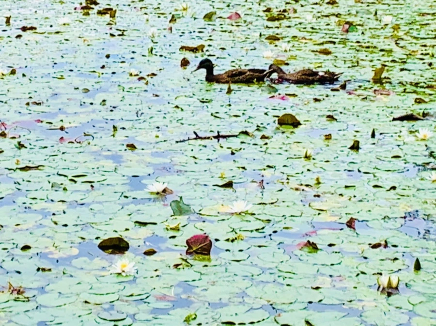 IMG_9154.jpg?type=w966