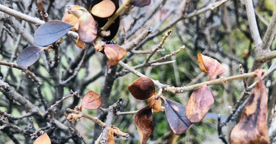 IMG_3110.jpg?type=w966