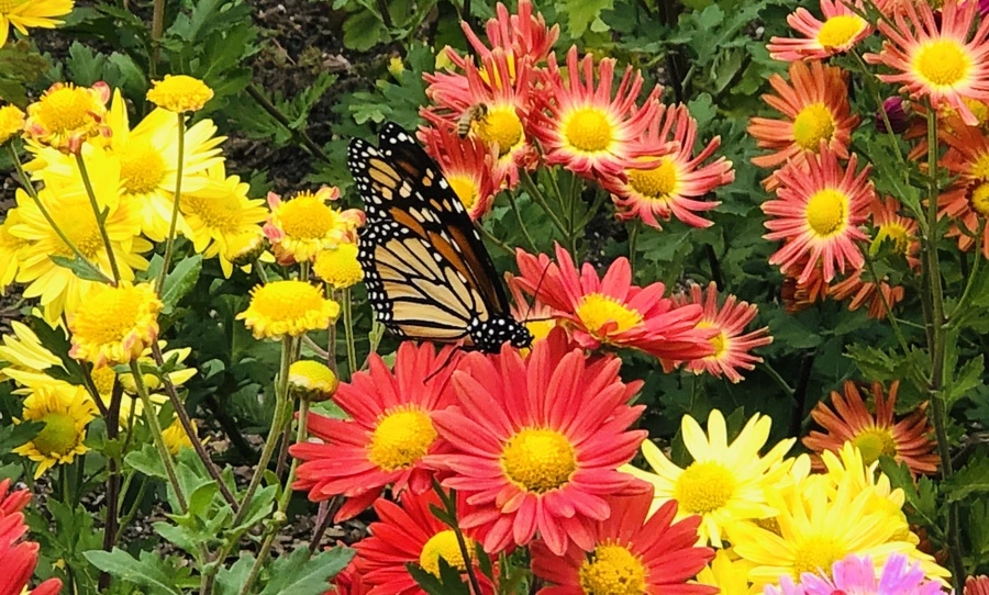 IMG_2482.jpg?type=w966