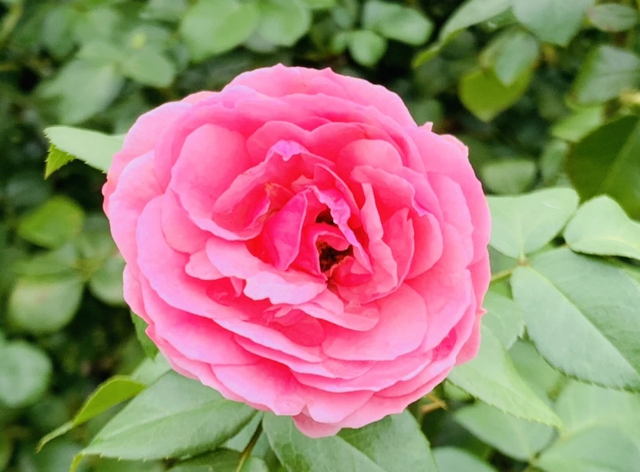 IMG_6980.jpg?type=w966