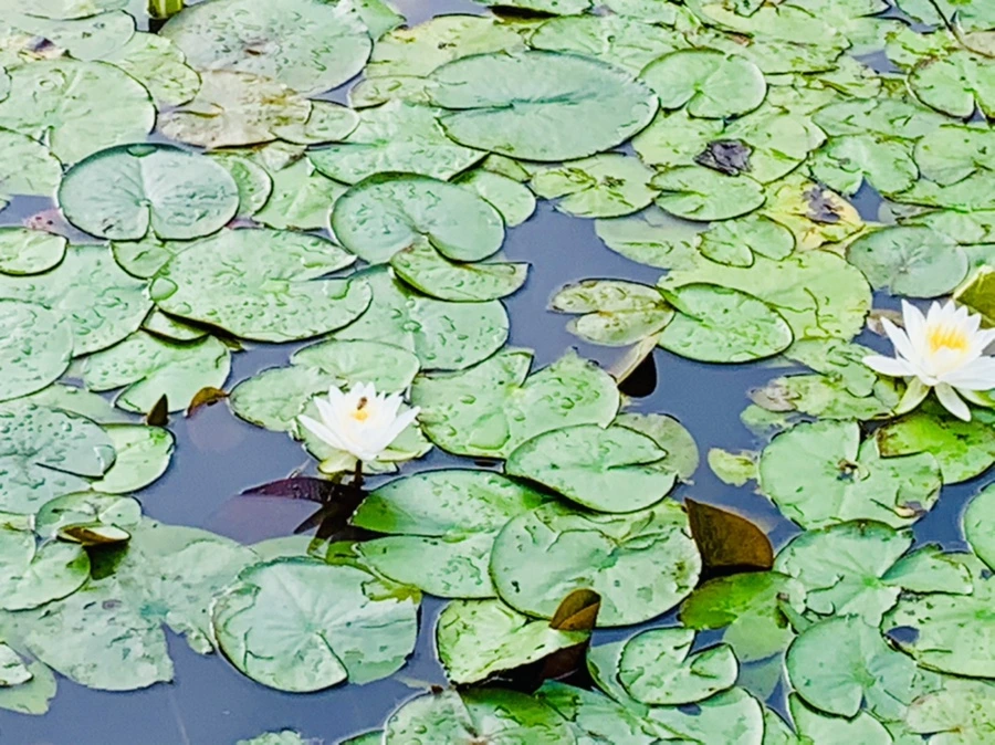 IMG_4431.jpg?type=w966