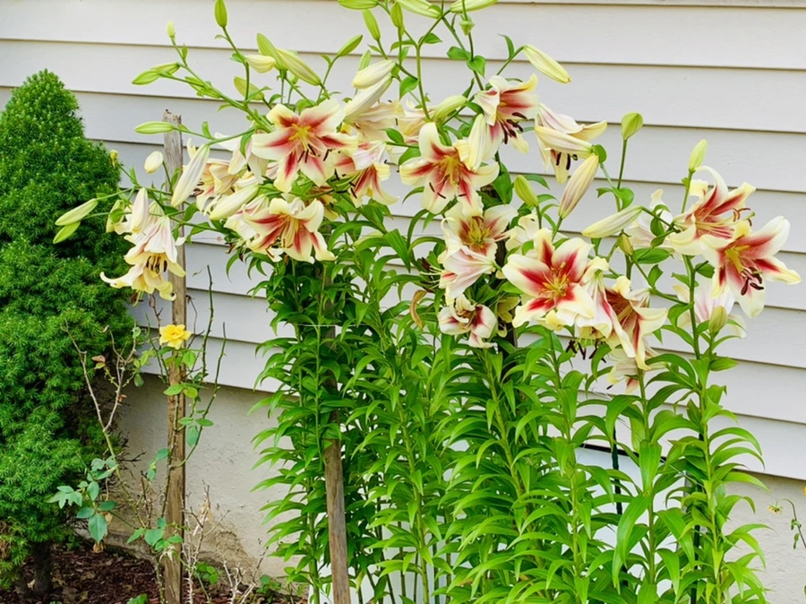 IMG_0665.jpg?type=w966