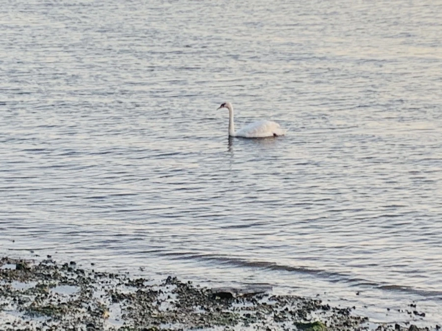 IMG_9530.jpg?type=w966