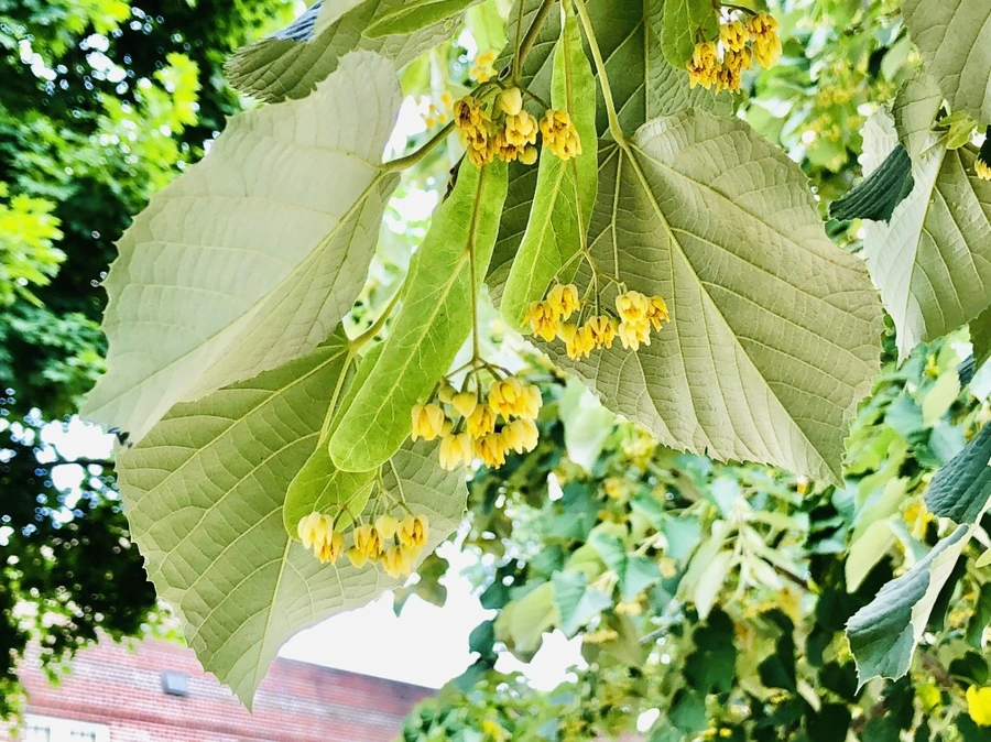 IMG_0586.jpg?type=w966