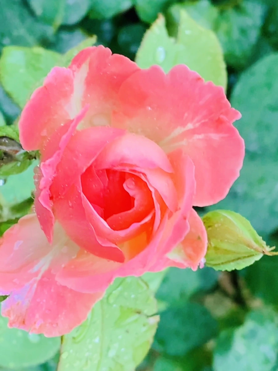 IMG_2742.jpg?type=w966