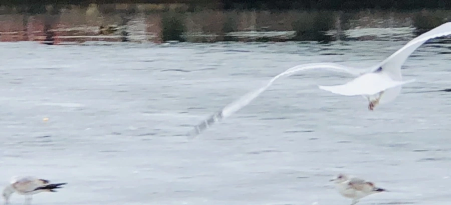 IMG_6339.jpg?type=w966