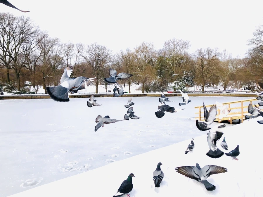 IMG_7244.jpg?type=w966