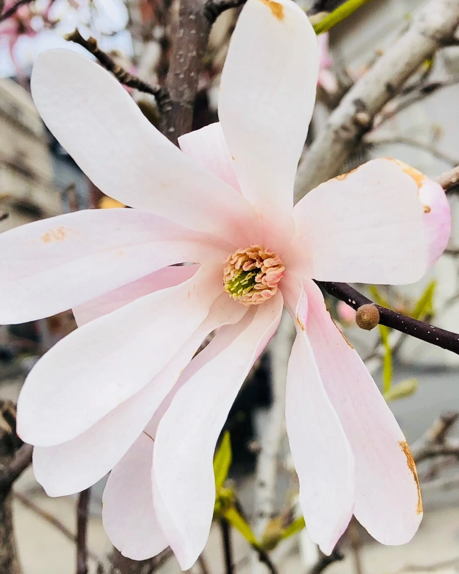 IMG_4219.jpg?type=w966