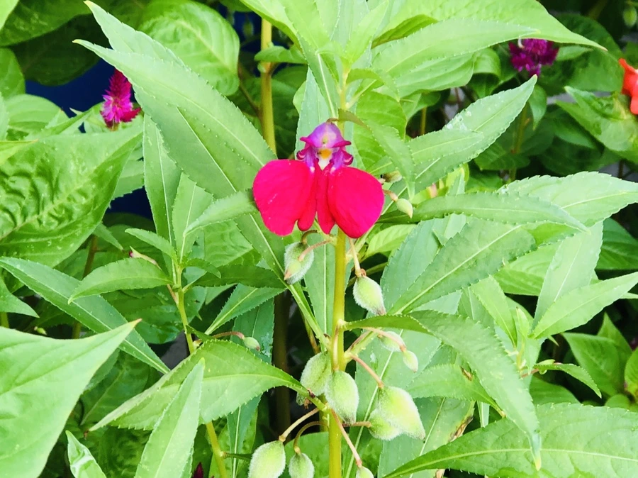 IMG_4225.jpg?type=w966