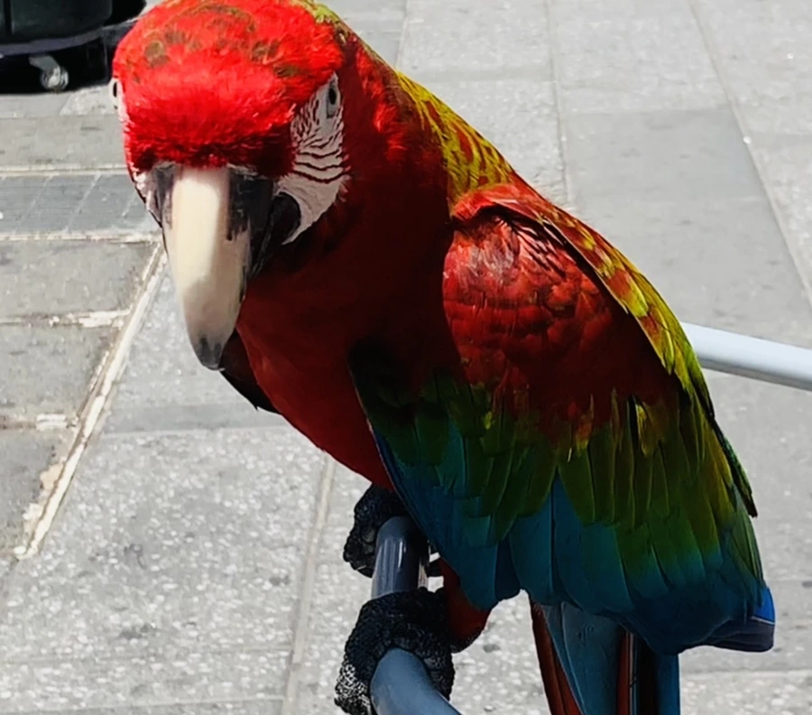 IMG_5444.jpg?type=w966