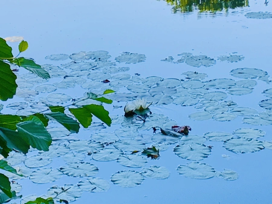 IMG_4260.jpg?type=w966