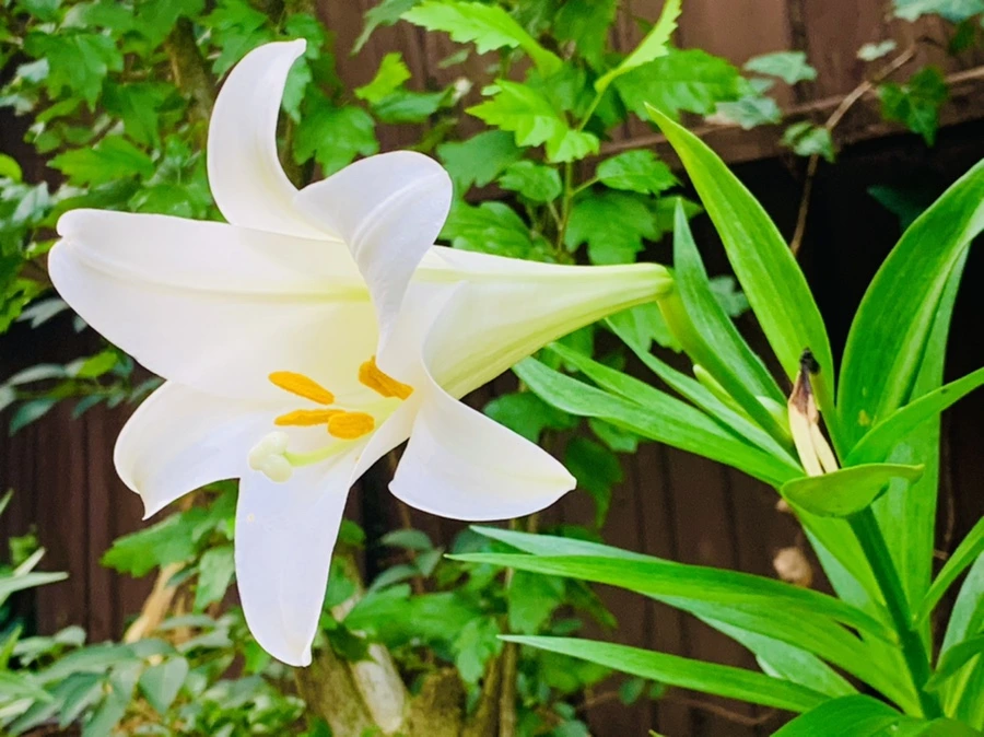 IMG_1009.jpg?type=w966