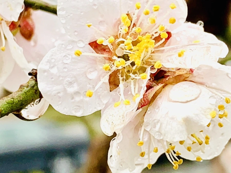 IMG_1812.jpg?type=w966