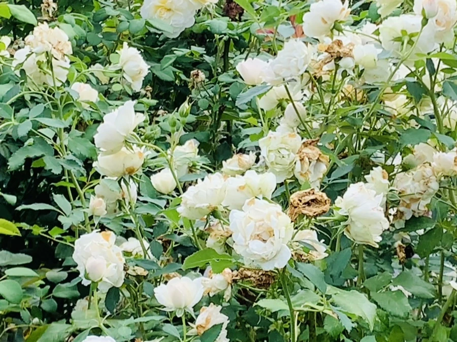 IMG_4971.jpg?type=w966