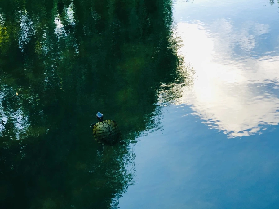 IMG_2897.jpg?type=w966