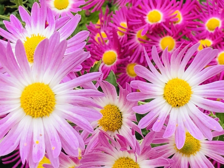 IMG_2620.jpg?type=w966