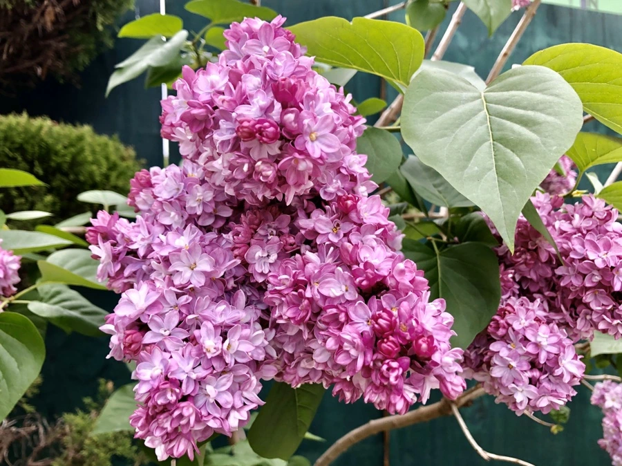 IMG_7270.jpg?type=w966