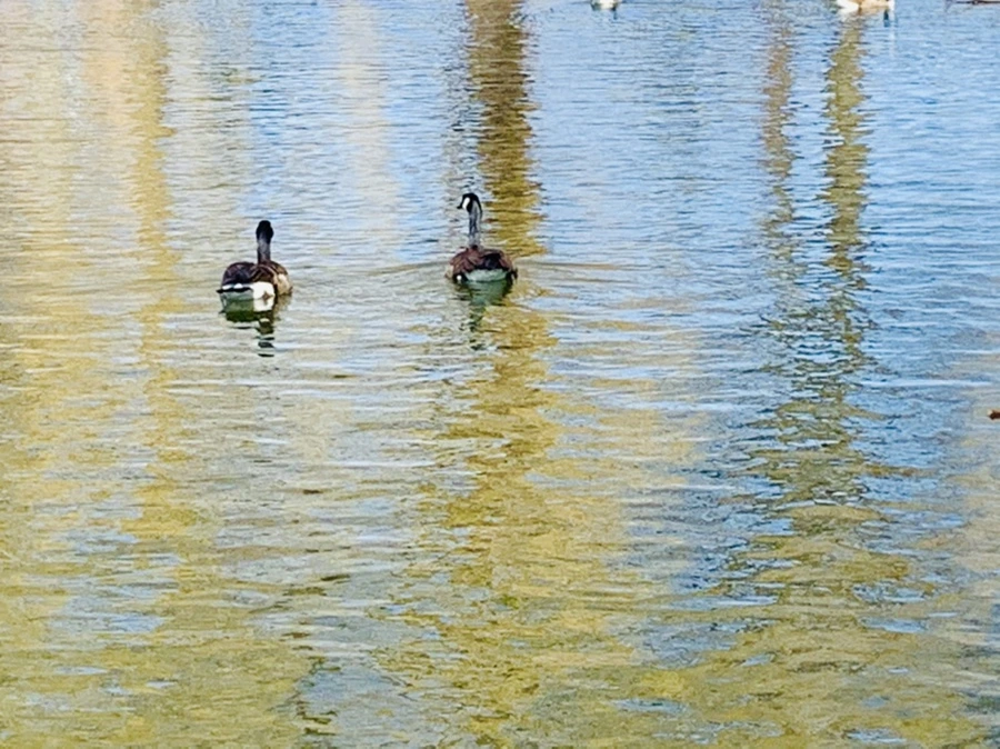 IMG_9979.jpg?type=w966