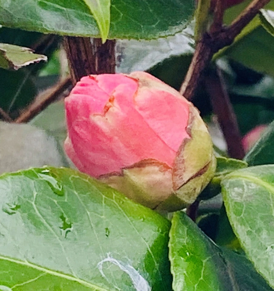 IMG_6316.jpg?type=w966