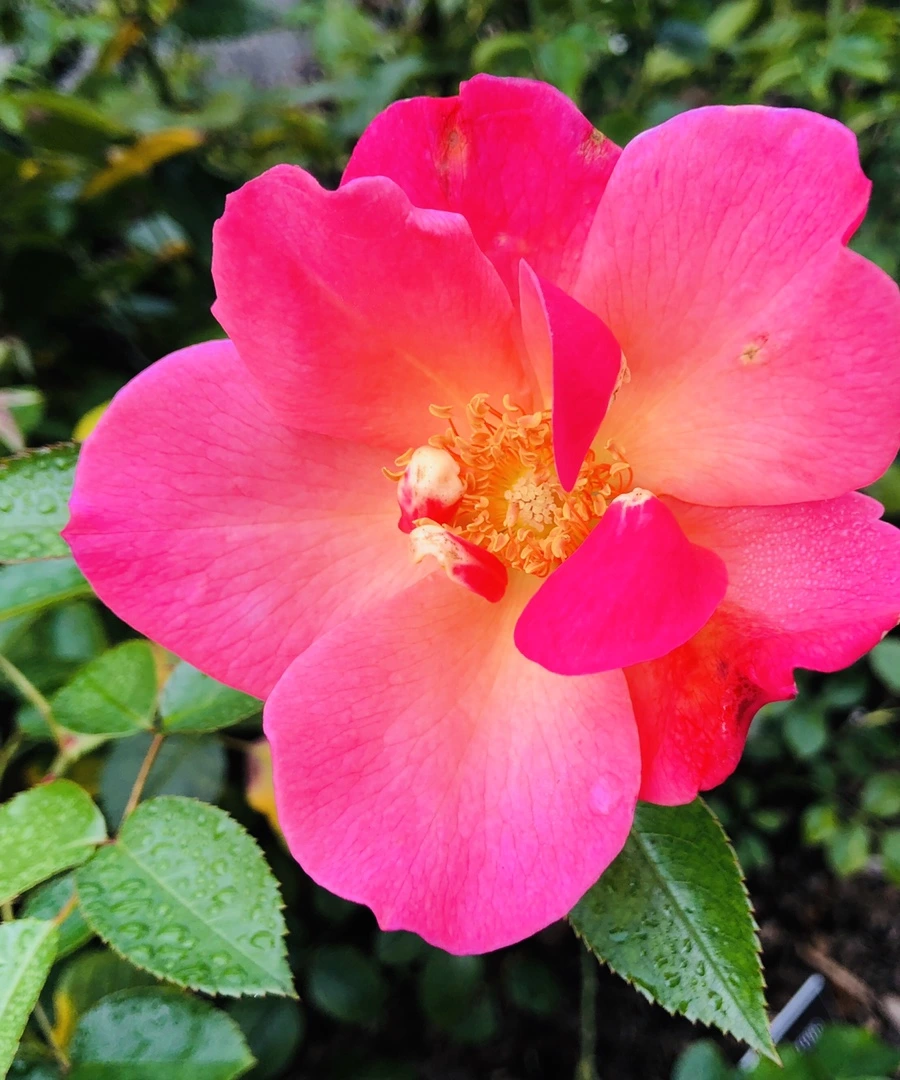 IMG_2227.jpg?type=w966