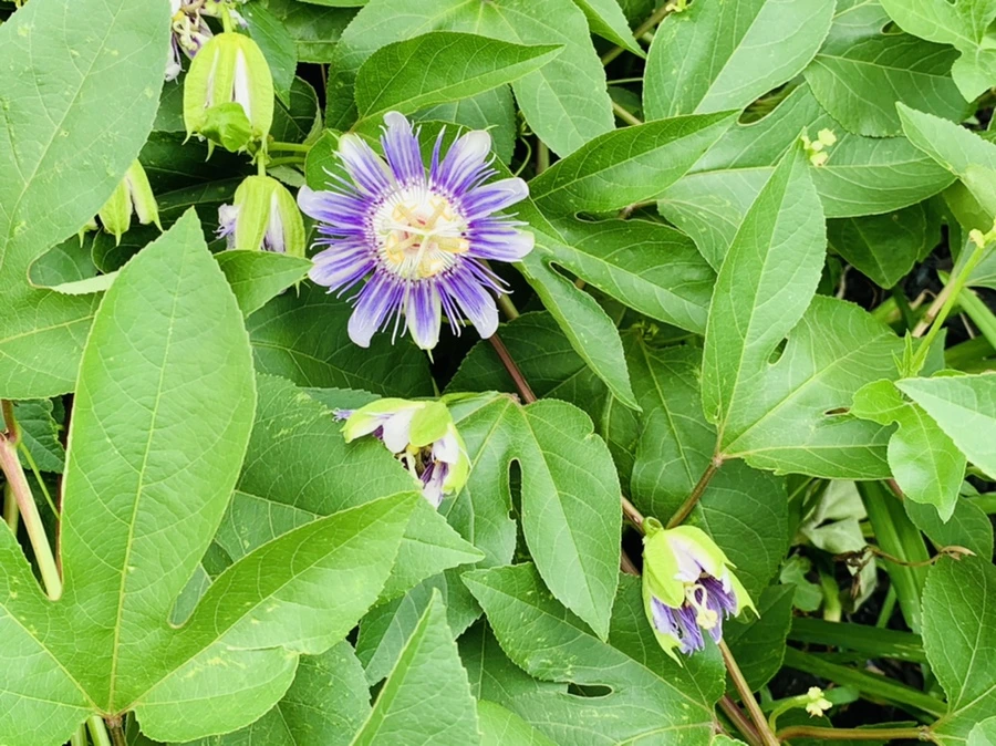 IMG_0676.jpg?type=w966